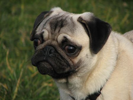 Mops Hunde Foto 37326 Mops