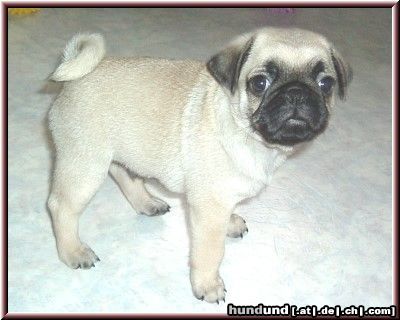 Mops Hunde Foto 23456 Mops Zeitweise habe ich Welpen in beige mit schwarzer Maske abzugeben. Ich strebe eine Zucht an, zurück auf den sogenannten