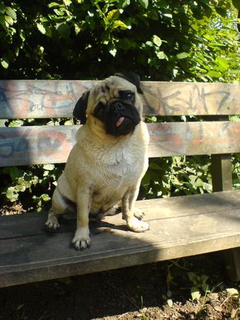 Mops Hunde Foto 39435 in höherer Auflösung ansehen Mops Germanys next TOP-MOPS!