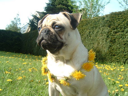 Mops Hunde Foto 31338 in höherer Auflösung ansehen Mops Jule Anna vom weißen Stein