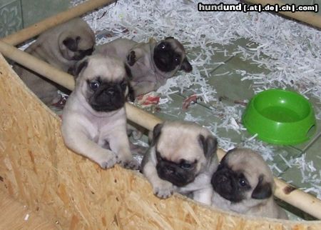 Mops Welpen mit 4 Wochen