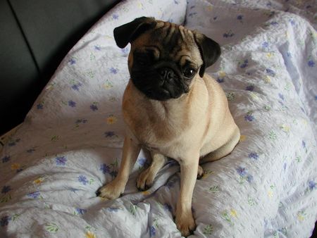 Mops Hunde Foto 28904 in höherer Auflösung ansehen Mops ****Emily*****