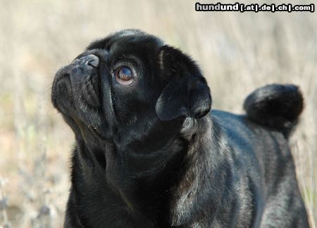 Mops Hunde Foto 20449 in höherer Auflösung ansehen Mops CACIB Erfurt 2005