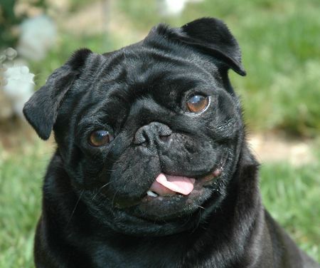 Mops Res Rusticae Drako Malfoy