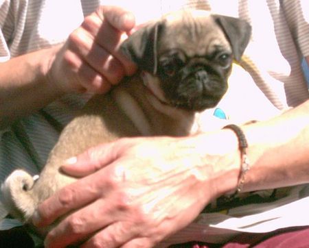 Mops Hunde Foto 28196 Mops Eine handvoll Hund