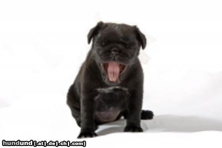 Mops Hunde Foto 45292 Mops Elsbeth vom Chateau des Carlins 8 Wochen alt