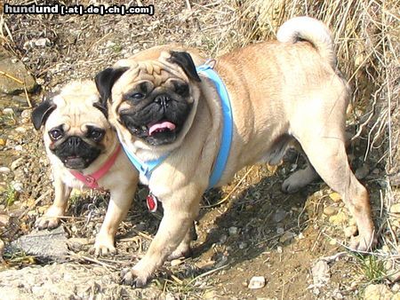 Mops Hunde Foto 21217 Mops ein toller ausflug