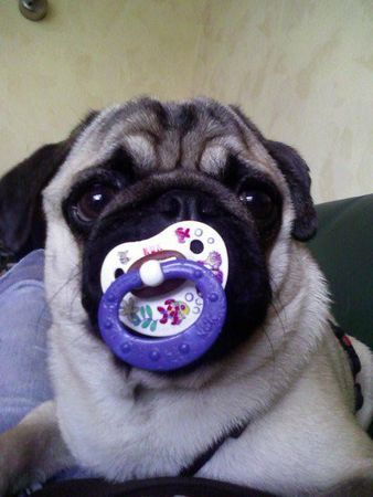 Mops Hunde Foto 34358 Mops Was man beim Gassigehen so alles finden kann...!