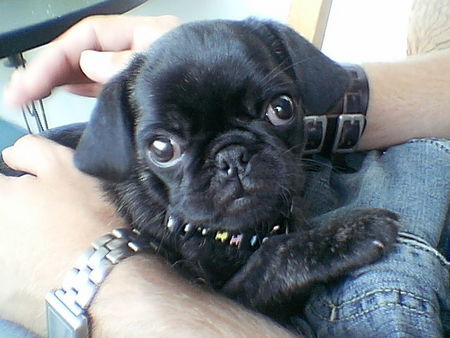 Mops Hunde Foto 28485 Mops Paulchen von Wolfsbühl aus Passau