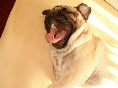 Mops Hunde Foto 31814 Mops wen kümmert's - gääääähn!