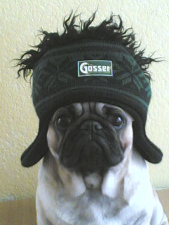 Mops Hunde Foto 31813 Mops Ich deklariere mich zu meiner Lieblingsbiersorte
