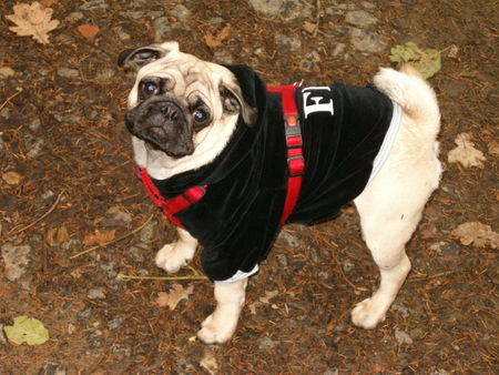 Mops Hunde Foto 35355 in höherer Auflösung ansehen Mops Mike bei der FBI-Ausbildungsstaffel