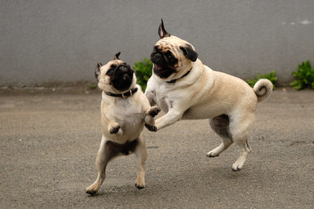 Mops Hunde Foto 40182 in höherer Auflösung ansehen Mops Naomi & Venus