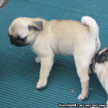 Mops Hunde Foto 21473 Mops HAT MAN DA NOCH WORTE?