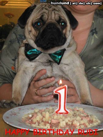 Mops Hunde Foto 14562 Mops Rudi`s 1. Geburtstag