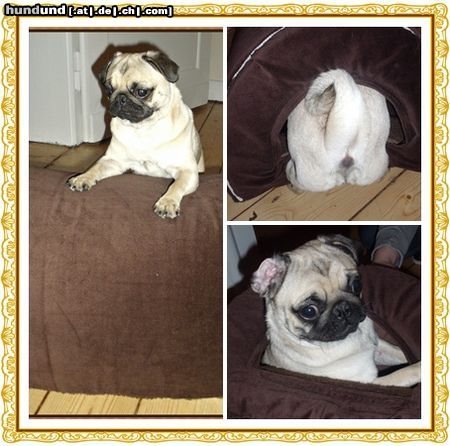 Mops Hunde Foto 45293 Mops Hedwig vom chateau des carlins
