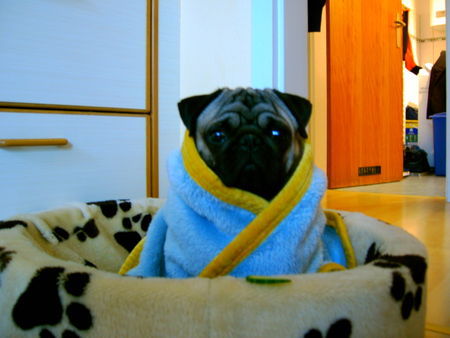 Mops Hunde Foto 31053 in höherer Auflösung ansehen Mops Nach hause telefonieren!!!