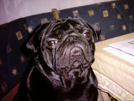 Mops Hunde Foto 36478 in höherer Auflösung ansehen Mops das ist gismo