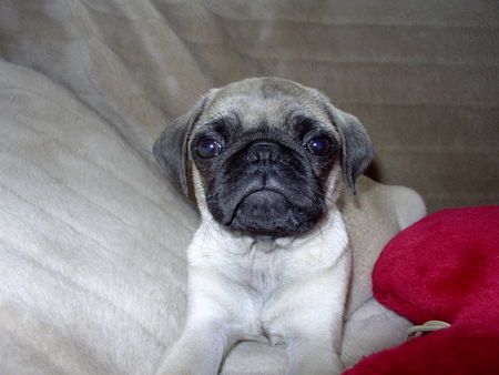 Mops Hunde Foto 39957 in höherer Auflösung ansehen Mops Spike