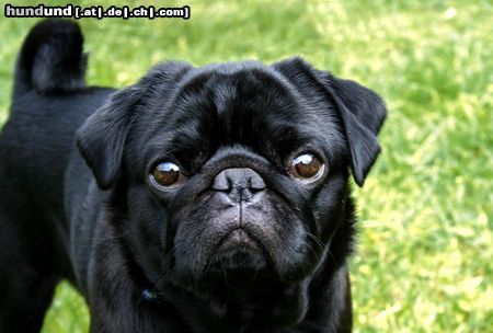 Mops Hunde Foto 22263 in höherer Auflösung ansehen Mops Murphy