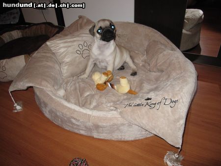 Mops Hunde Foto 45846 in höherer Auflösung ansehen Mops Mein kleiner König