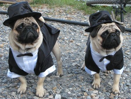 Mops Hunde Foto 38031 Mops Ab zur Hochzeit! Wo sind unsere Bräute?