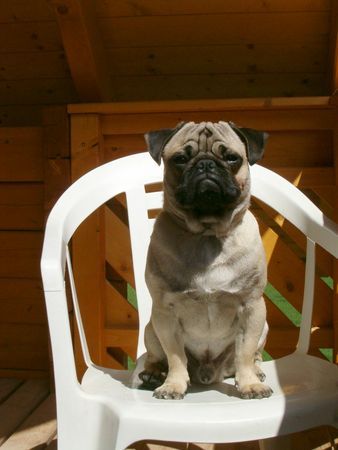 Mops Hunde Foto 31815 Mops mich stört keiner beim Sonnenbad...