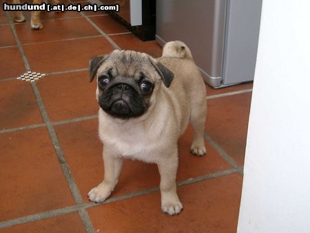 Mops Hunde Foto 15571 in höherer Auflösung ansehen Mops Linus