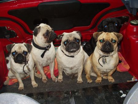 Mops Hunde Foto 1188 Mops