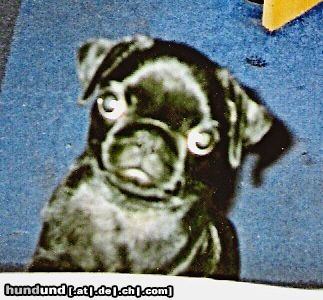 Mops Hunde Foto 20402 in höherer Auflösung ansehen Mops Murphy mit 13 Wochen