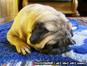 Mops Hunde Foto 13484 Mops Siesta