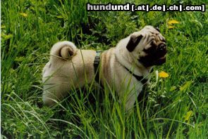 Mops Hunde Foto 13482 Mops Canis Pugnax Rockefeller
