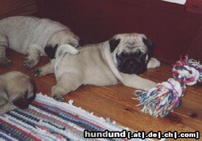 Mops Hunde Foto 13483 Mops Canis Pugnax Baby-Laurin