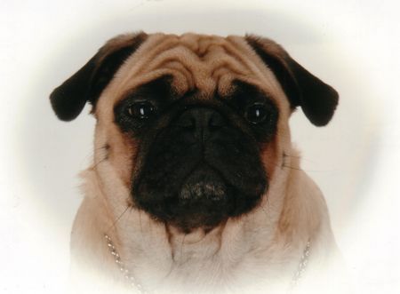 Mops Hunde Foto 38658 Mops Naomi - 3 Jahre