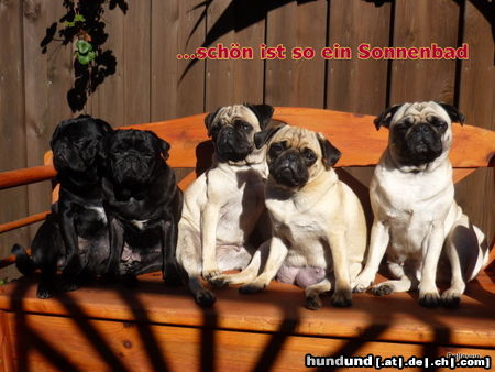 Mops Hunde Foto 46011 in höherer Auflösung ansehen Mops meine mopsbande