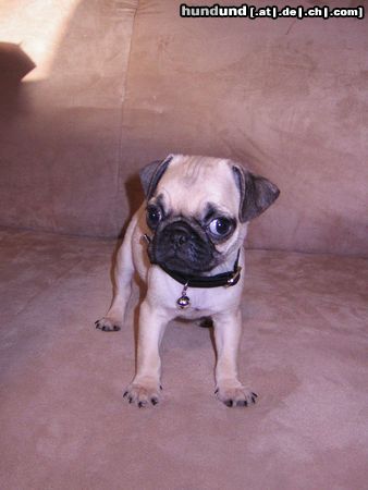 Mops Hunde Foto 18169 in höherer Auflösung ansehen Mops Unser Mops Romeo geb. am 26.10.04