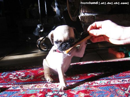 Mops Hunde Foto 18173 Mops Unser Mops Romeo geb. am 26.10.04