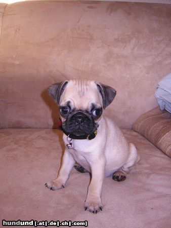 Mops Hunde Foto 18172 in höherer Auflösung ansehen Mops Unser Mops Romeo geb. am 26.10.04