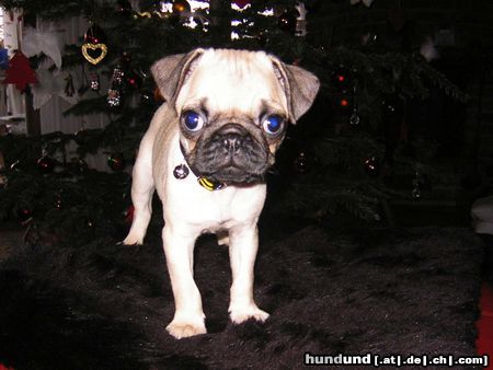 Mops Hunde Foto 18171 in höherer Auflösung ansehen Mops Unser Mops Romeo geb. am 26.10.04