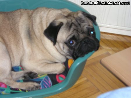 Mops Hunde Foto 15623 in höherer Auflösung ansehen Mops