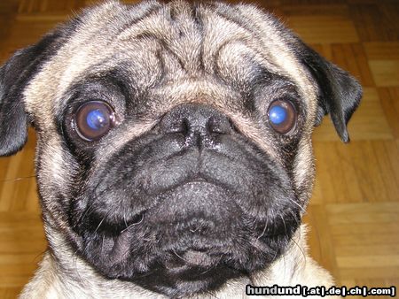 Mops Hunde Foto 14547 Mops Franky