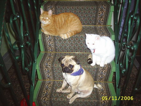 Mops Hunde Foto 37408 in höherer Auflösung ansehen Mops Anton und seine Spielkameraden