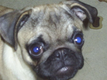 Mops Hunde Foto 32133 in höherer Auflösung ansehen Mops Anton