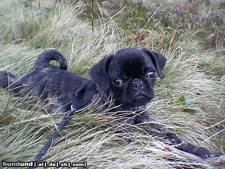 Mops Hunde Foto 24727 Mops Paul`chen von Wolfsbühl aus Passau