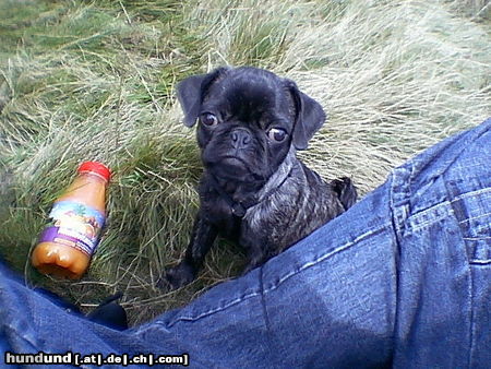Mops Hunde Foto 24729 Mops Paul`chen von Wolfsbühl aus Passau