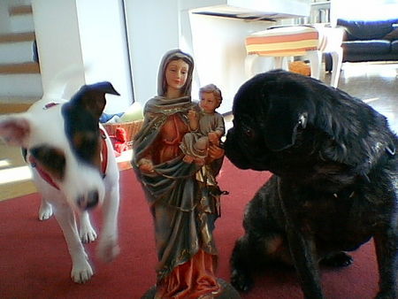 Mops Hunde Foto 27535 Mops Paul von Wolfsbühl aus Passau, 8 Monate alt..und Emma vom Bauernhof, 7 Monate alt..