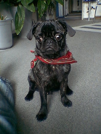 Mops Hunde Foto 27534 Mops Paul von Wolfsbühl aus Passau, 8 Monate alt..