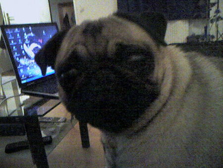 Mops Hunde Foto 32529 in höherer Auflösung ansehen Mops was guckst du?
