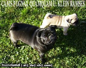 Mops Hunde Foto 13485 Mops C.P. Quamquam und Ramses