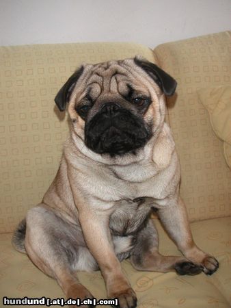 Mops Hunde Foto 20236 Mops CANIS PUGNAX ROCKEFELLA
